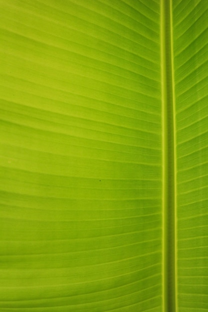 Fundo de textura da folha de banana verde fresca de luz de fundo