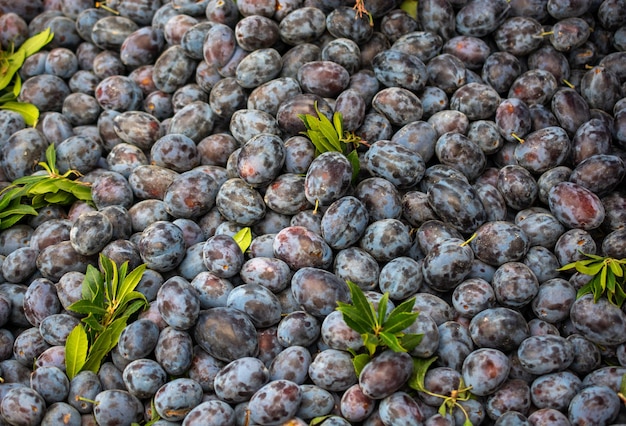 Foto fundo de textura de ameixas azuis frescas como imagem de fruta