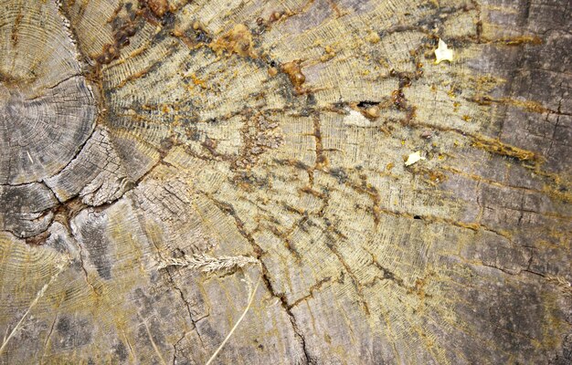 Fundo de textura de anéis de madeira