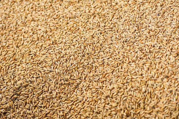 Fundo de textura de arroz em casca, arroz com sementes secas, produtos agrícolas em casca orgânicos