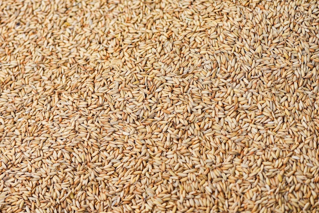 Fundo de textura de arroz em casca, arroz com sementes secas, produtos agrícolas em casca orgânicos