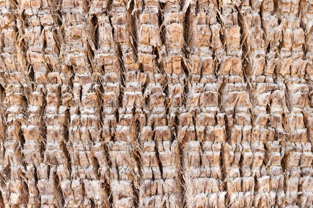 Fundo de textura de casca de árvore de palma em dia ensolarado