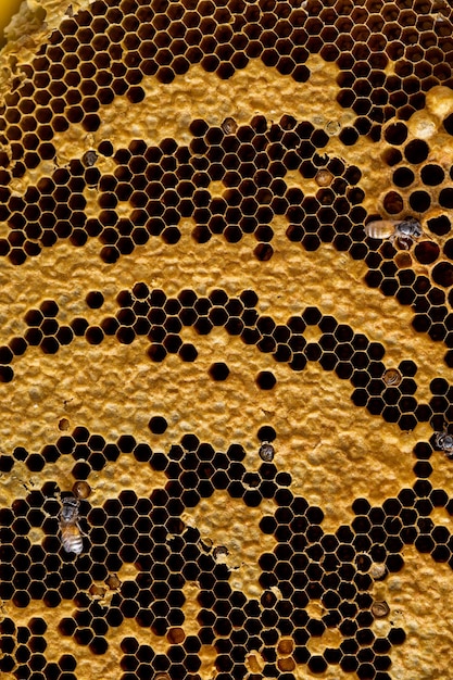 fundo de textura de favo de mel