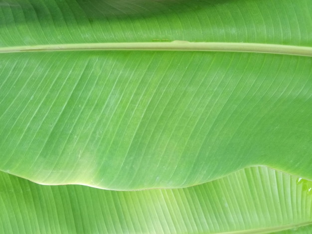 Fundo de textura de folha de bananeira no estilo verde da natureza para design gráfico ou papel de parede Feche o padrão de folha tropical no conceito vintage para design gráfico