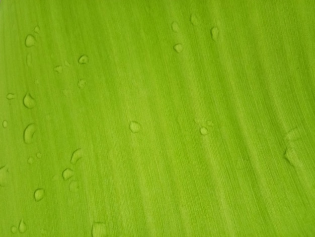 Fundo de textura de folha de bananeira no estilo verde