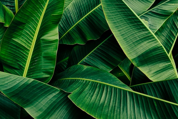 Foto fundo de textura de folha de bananeira verde