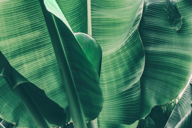 fundo de textura de folha de bananeira verde