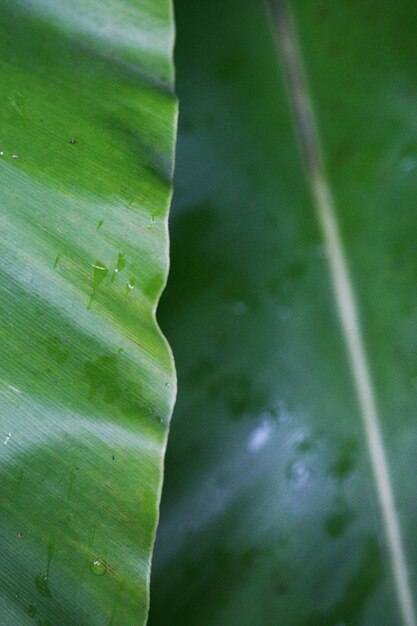 Fundo de textura de folha tropical