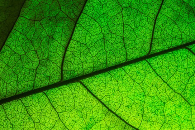Fundo de textura de folha verde closeup abstrato