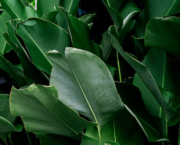 Fundo de textura de folha verde escura