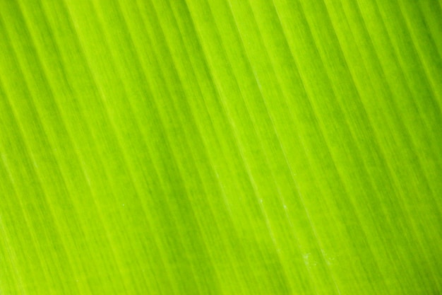 Fundo de textura de folha verde fresca de folha de bananeira