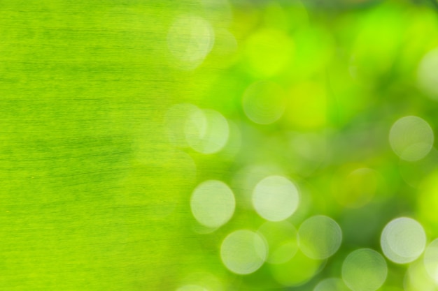 Fundo de textura de folha verde fresco de luz de fundo e bokeh abstrata