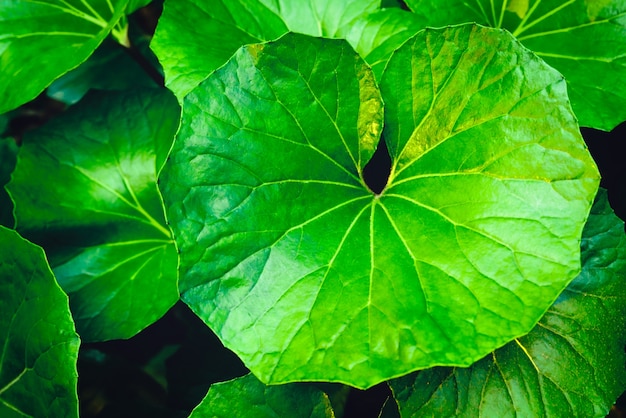 Fundo de textura de folha verde natureza tropical