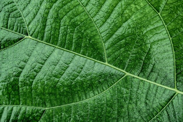 Fundo de textura de folha verde para design