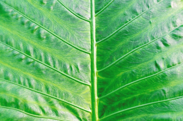 Fundo de textura de folha verde