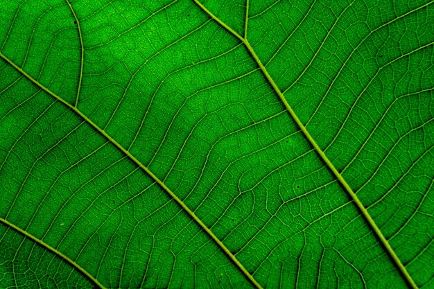 fundo de textura de folha verde