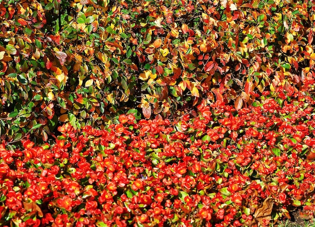 Fundo de textura de folhagem de outono vermelha