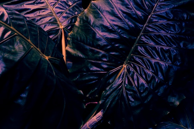 Foto fundo de textura de folhas tropicais escuras