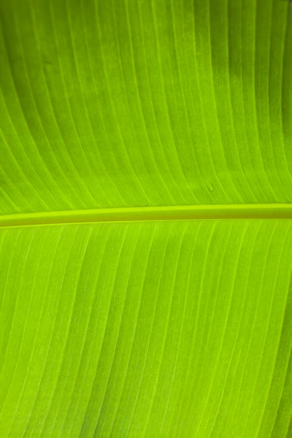 Fundo de textura de folhas verdes