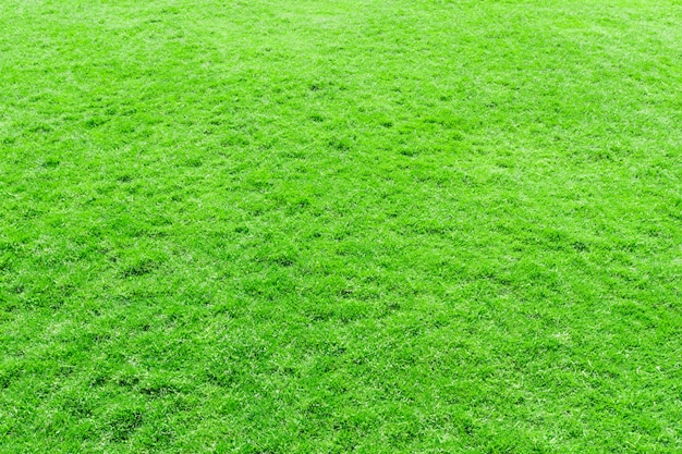 Fundo de textura de grama de um campo