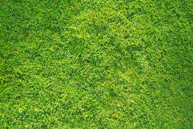 Fundo de textura de grama verde Fundo abstrato de gramado verde com luz solar da manhã