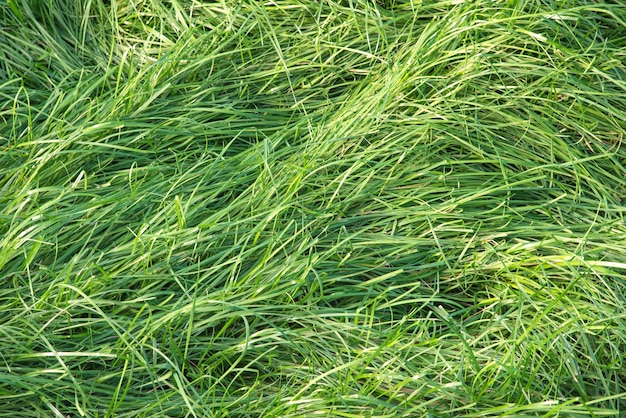 Fundo de textura de grama verde Grama verde quintal para o fundo Textura de grama G