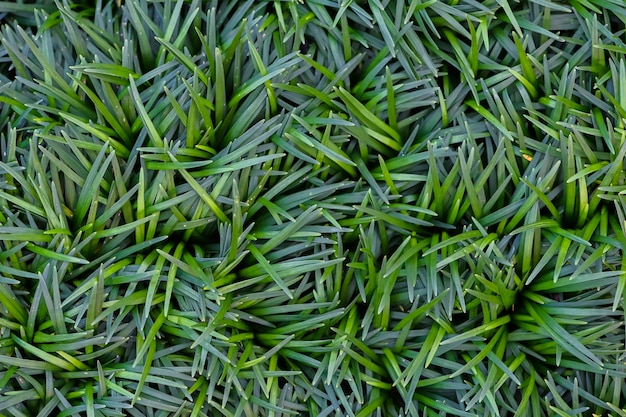 Fundo de textura de grama verde. Textura e padrão de gramado verde