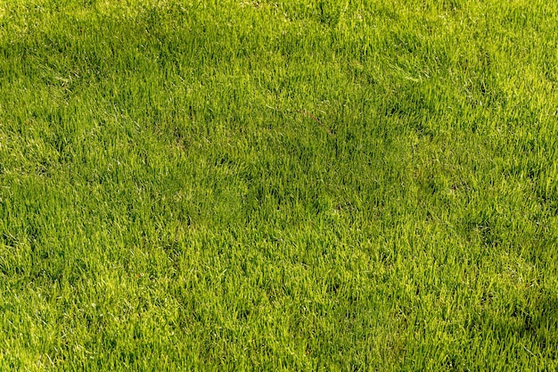 Fundo de textura de grama verde Vista superior