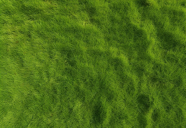 Fundo de textura de grama verde