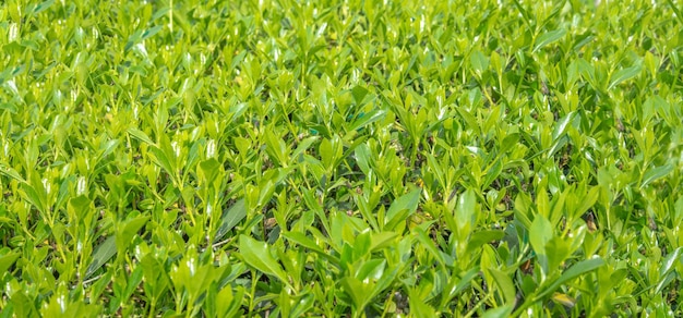 Fundo de textura de grama verde