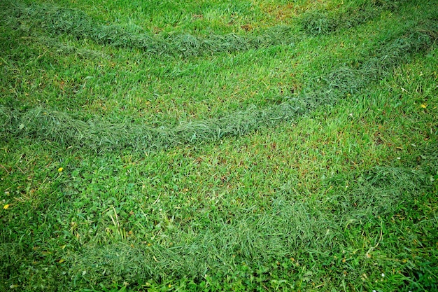 Fundo de textura de gramado de verão aparado