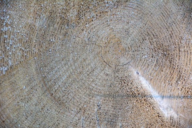 Fundo de textura de madeira madeira serrada de árvore