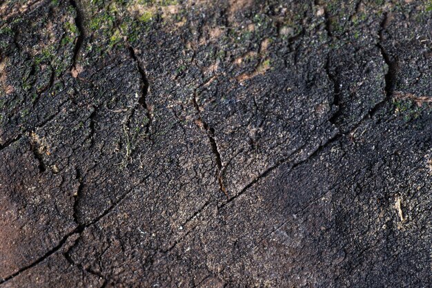 Fundo de textura de madeira marrom escuro. Close de uma árvore escura e rachada com musgo e sujeira, vista superior, espaço de cópia, foco seletivo com profundidade de campo rasa