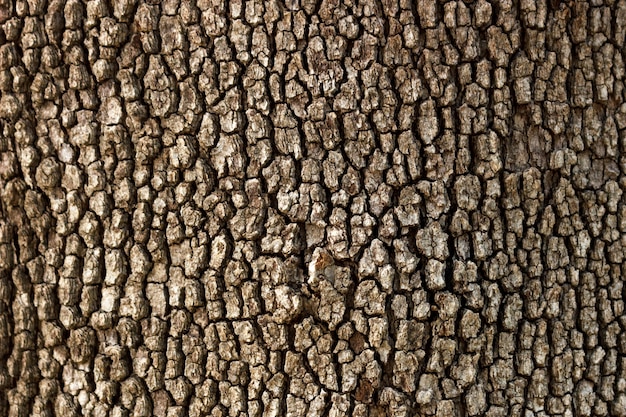 Fundo de textura de madeira velha árvore em dia de sol