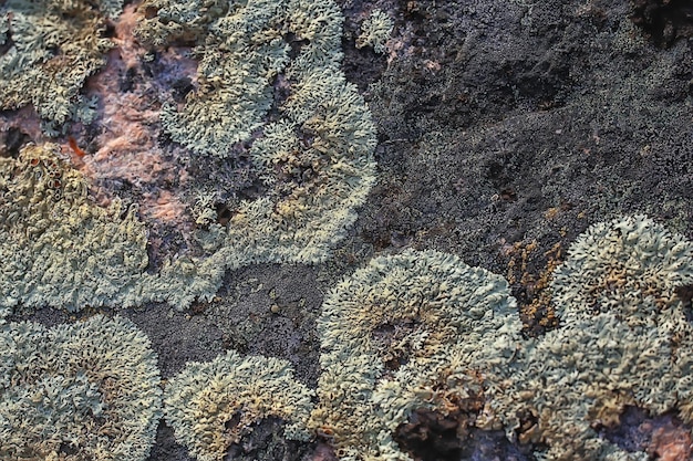 fundo de textura de musgo de líquen, pedra velha abstrata de natureza