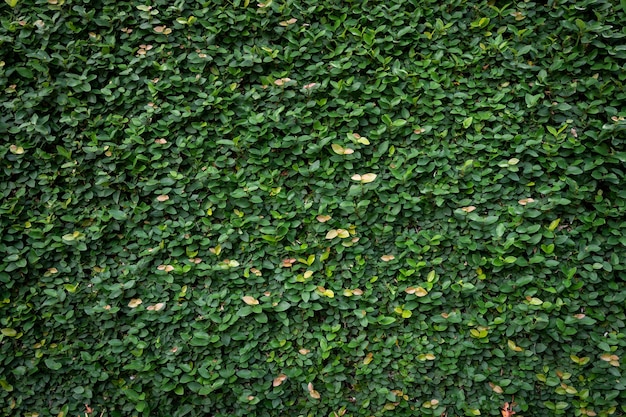 Fundo de textura de parede de folha verde. Vinha na parede.