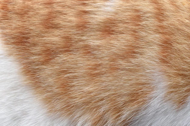 Fundo de textura de pele de gato de gengibre e branco