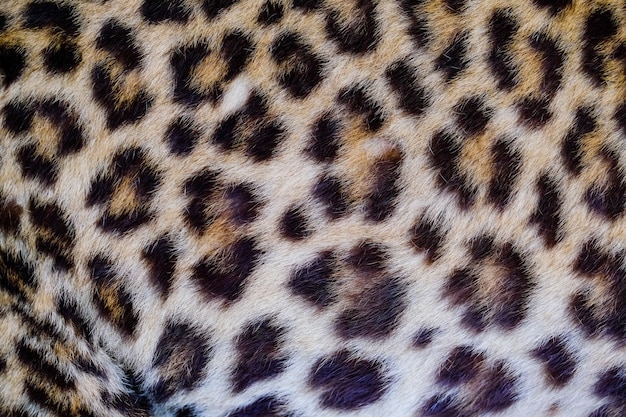 Foto fundo de textura de pele de leopardo e jaguatirica