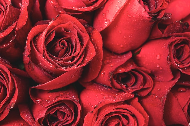 Fundo de textura de rosas vermelhas naturais; textura de rosa bonita para  capa ou fundo de banner | Foto Premium