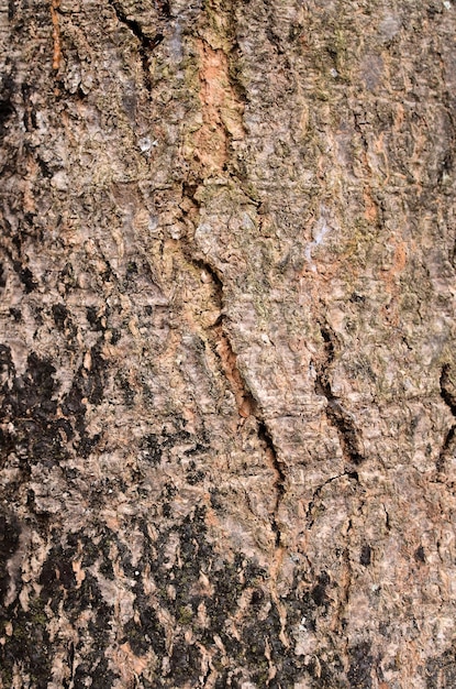 Foto fundo de textura de tronco de árvore de madeira natural