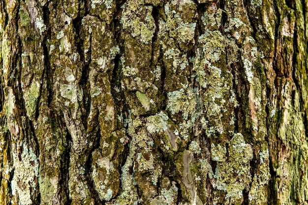 Fundo de textura de tronco de pinheiro