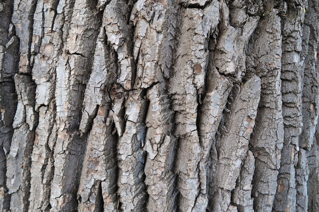 Fundo de textura detalhada de casca de árvore