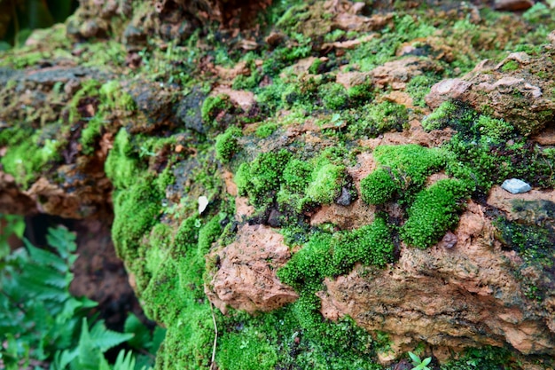 Foto fundo de texturas de musgo. musgo verde em fundo de pedra