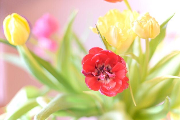 fundo de tulipa da primavera