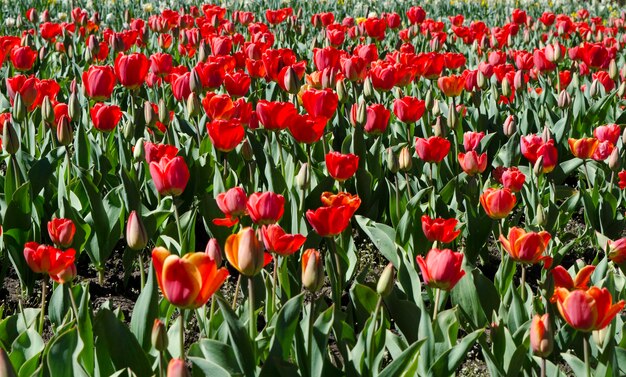 fundo de tulipas vermelhas belas flores com pétalas vermelhas