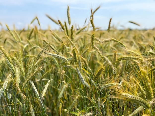 Fundo de um belo campo com amadurecimento de centeio centeio fechado com espaço para cópia