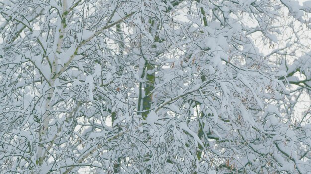 Fundo de um grande número de galhos e folhas de árvores cobertas de neve