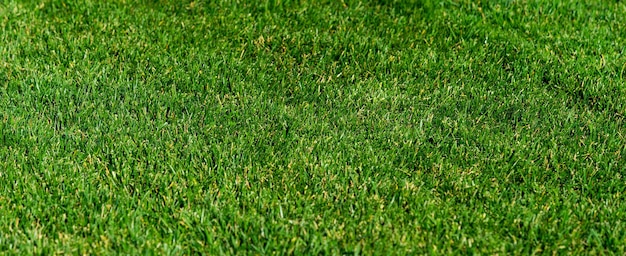 Foto fundo de uma grama verde textura de grama verde