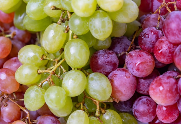 Fundo de uvas verdes e vermelhas brilhantes, close-up. Foto de alta qualidade