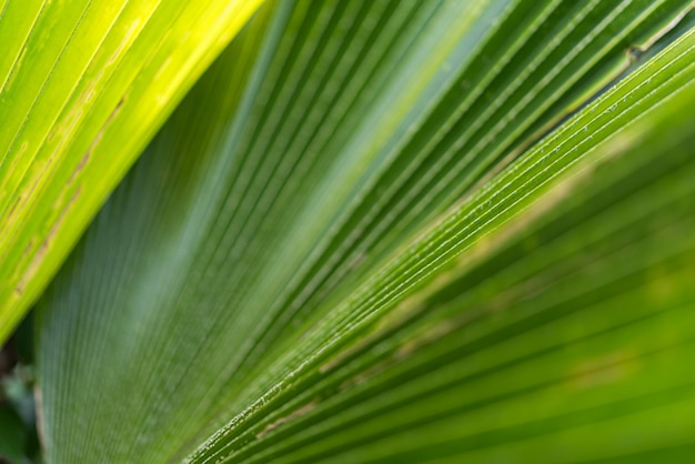 Fundo de vegetação da natureza planta e folha